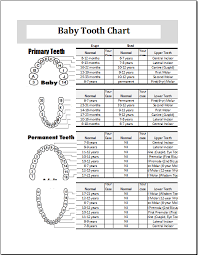 Baby Teeth Chart Editable Printable Ms Excel Template