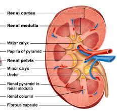 The renal medulla is made up of 8 to 18 of these conical subdivisions. Print Kaap310 The Urinary System Flashcards Easy Notecards