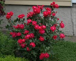 Double Knock Out Roses Not Blooming Knockout Roses Double Knockout Roses Shrubs