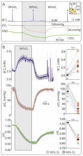 Tracerline leak detection utilizes a simple method that has only two basic parts. Ijms Free Full Text Flavin Adenine Dinucleotide Fluorescence As An Early Marker Of Mitochondrial Impairment During Brain Hypoxia Html