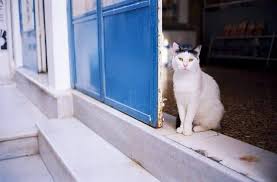 Maybe you would like to learn more about one of these? Does Petco Take Cats No Here S What You Need To Do Upgrade Your Cat