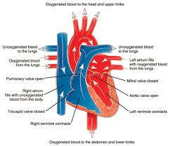 Ischemic Heart Disease And Disability Hermann Law Group