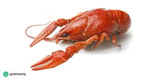 Crayfish Vs Crawfish Crawfish Crayfish Crawfish Recipes