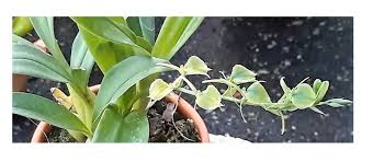 Image result for Liparis bowkeri