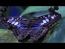 Der botanische garten münchen zählt zu den bedeutendsten anlagen dieser art weltweit. Schmetterlingsausstellung Botanischer Garten Munchen 2014 Youtube