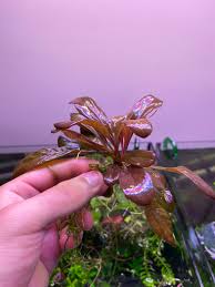 Image result for Samolus