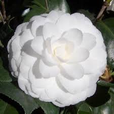 White Camellia Shrubs For Sale Camellia Flowers