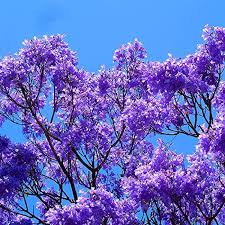 Image result for Jacaranda mimosifolia