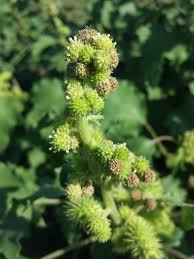 Image result for Xanthium
