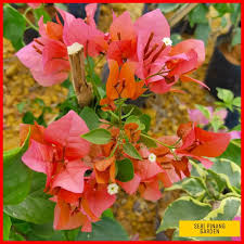 Pokok bunga kertas akan tumbuh lebih subur jika ditanam di atas tanah berbanding di dalam pasu. Bougainvillea Pokok Bunga Kertas Random Colour Shopee Malaysia
