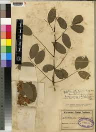 Image result for Millettia thonningii