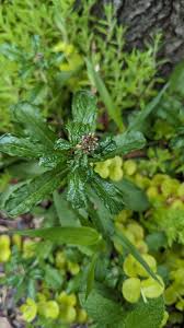 Image result for Galium scabrellum