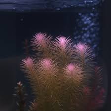 Image result for Rotala gossweileri