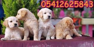 satilik golden retriever golden retriever