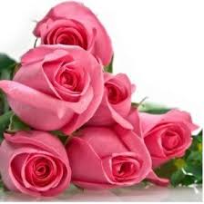 Gambar bunga ros yang cantik maimiajamaludin flickr. Jual Bibit Bunga Mawar Pink Cantik Import 55 Di Lapak Ali Safri Bukalapak