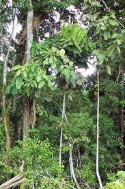 Image result for Capparis fascicularis