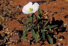 Image result for Monsonia glauca
