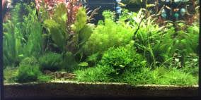 Nur mut, bewerten sie es kurz: Hydrocotyle Leucocephala Brasilianischer Wassernabel Flowgrow Wasserpflanzen Datenbank