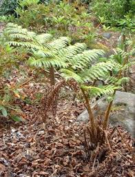 Image result for Cyphia erecta