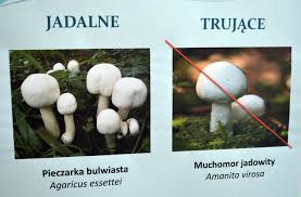 Wiele grzybów posiada cenione walory kulinarne, a nawet wartości odżywcze ( grzyby shiitake, trufle, wiele gatunków borowików, podgrzybków, pieczarki, czubajka. Atlas Grzybow Jadalnych Niejadalnych I Trujacych Zobacz Wroclaw Nasze Miasto