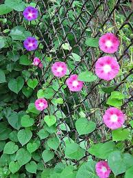 Pin On Gardens And Landscape