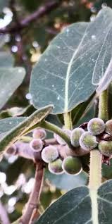 Image result for Ficus stuhlmannii