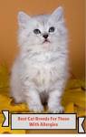 Best Cat Breeds for Allergy Sufferers