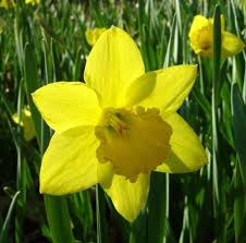 Beautiful Daffodils Carlton Flower Grows In Central Florida Planting Bulbs Daffodils Fall Plants