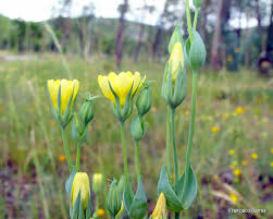 Image result for Chironia laxiflora