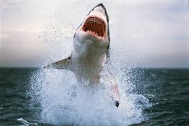 For the film, see shark attack (film). How To Survive A Shark Attack