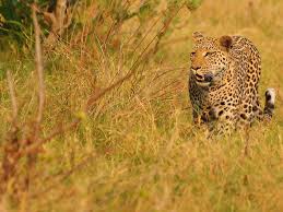 Native to africa and a tiny portion of india, the lion is the most unique big cat. Big Cats And Their Habitats National Geographic Society