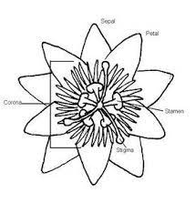 Passion Flower Poison Passion Vine Flower Art Passion Flower