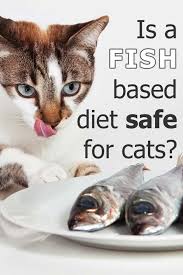 In fact, feeding just once a day should be acceptable for the majority of cats. Can I Feed My Cat A Fish Based Or Fish Flavored Diet Thecatsite Articles
