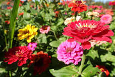 Flower Garden Club