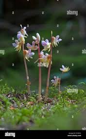 Image result for Epipogium