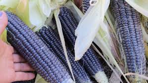 Porumbul este o cereală originară din america centrală cultivată azi în multe regiuni ale lumii ca plantă alimentară, industrială și furajeră, reprezintă alături de grâu, 80% din producția de cereale. Porumbul Albastru O CulturÄƒ ProfitabilÄƒ In Ciuda ProducÈ›iilor Modeste La Hectar