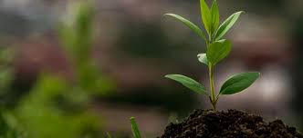 Photo Genevive SOUBIEUX - Avis de dcs - La Rpublique du Centre