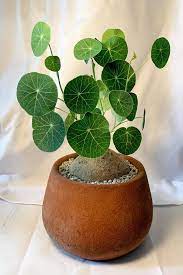 Pin On Plants I Want