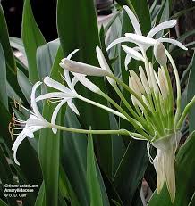 Image result for Amaryllidaceae