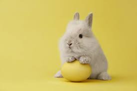 What's the easter bunny's phone number. Easter Bunny History Where Did The Easter Bunny Come From