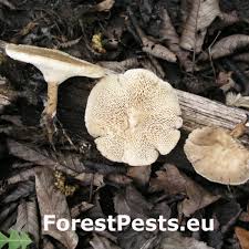 Image result for Polyporus pendulus