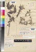 Image result for Aspilia helianthoides