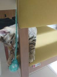 Kedi Oyuncaklari El Yapimi Kedilericinoyuncak Kedilereoyuncak Kedilerinhosunagidenseyler Kedilerinsevdigioyuncaklar Evdeki Gatos Y Mimosas