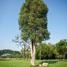 Image result for Melaleuca leucadendron