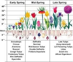 Pin On Garden How To
