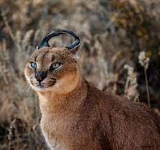 Noisy band from the singapura #caracalnoise. Caracal Katze Scannt Seine Umgebung Foto Vorratig Crushpixel
