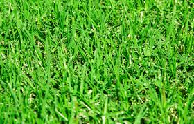 A fungal disease ( sclerotinia homeocarpa) that forms small brown spots on golf green grasses and other bermuda turf grasses. How To Make Bermuda Grass Thicker And Greener Lawnsbesty