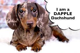 What Is A Dapple Dachshund I Love Dachshunds