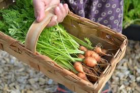 If you're growing carrots outside, then you should plant after the first frost. How To Grow Carrots In Pots Sara S Kitchen Garden