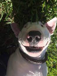pin na doske i my bull terrier